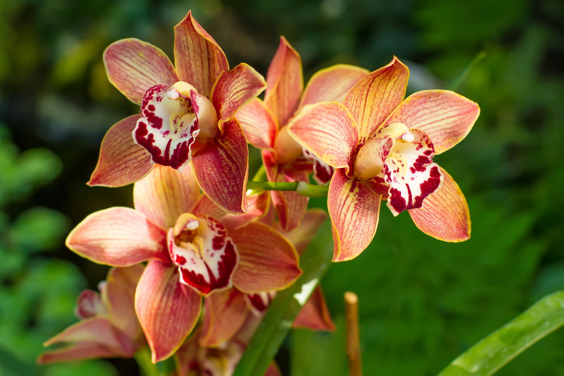 Cymbidium Orchidee