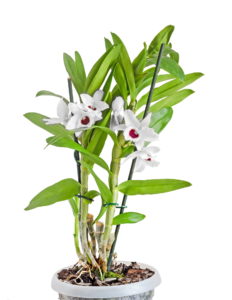 Dendrobium Nobile Orchidee