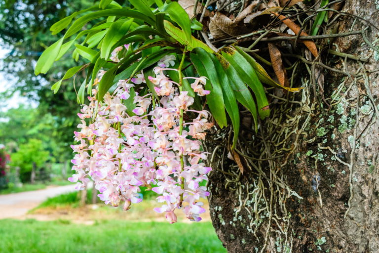 Orchideen Baum