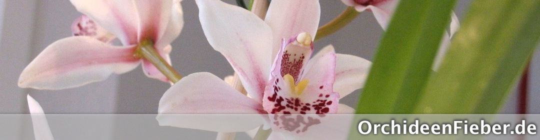 Orchideenfieber.de