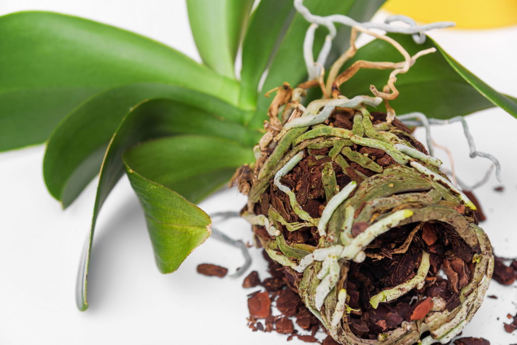 Orchideen umtopfen › Orchideenfieber.de