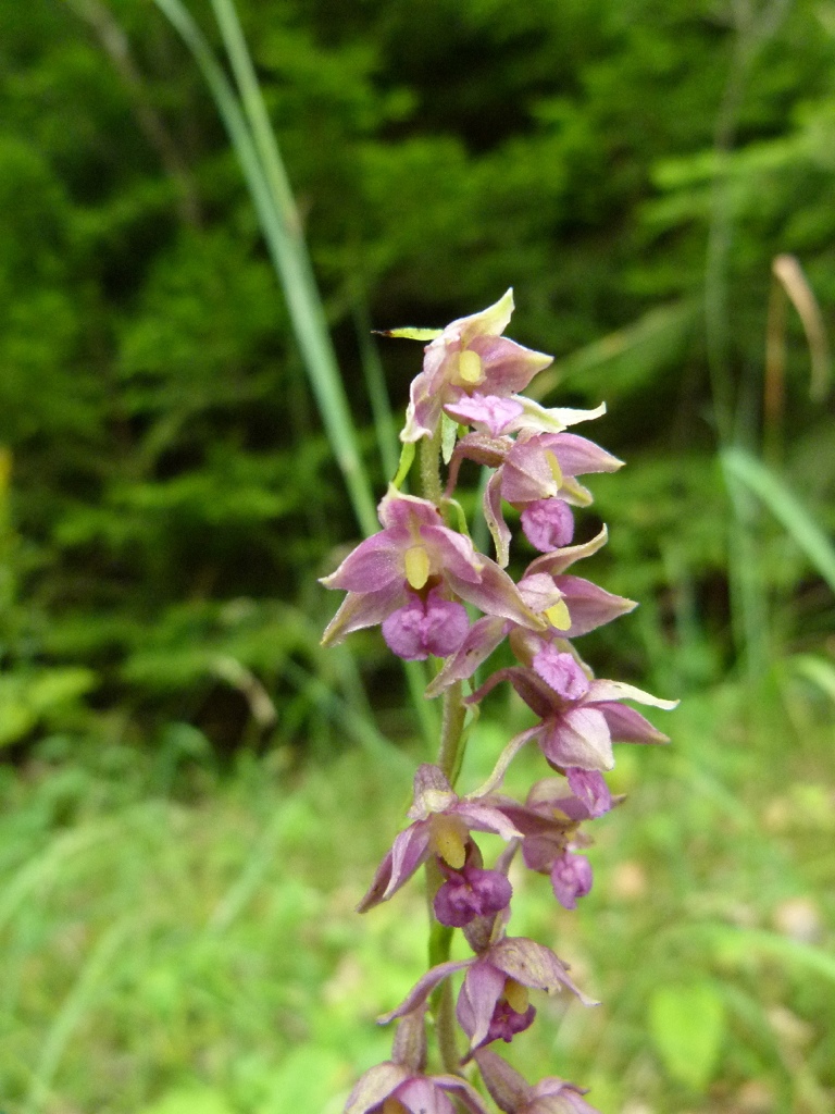 Wilde orchideen in deutschland