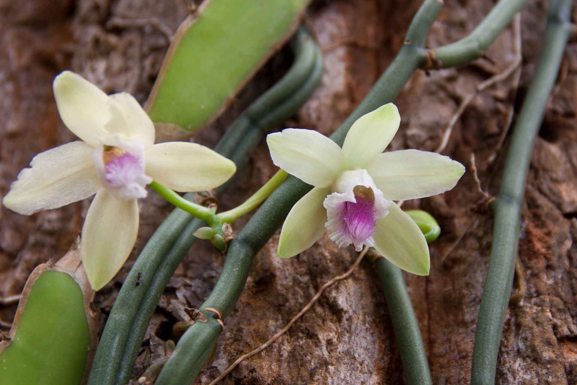 Vanilla planifolia Orchidee Pflanze Echte Vanille 