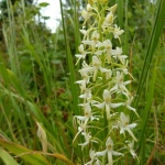Einheimische und wilde Orchideen