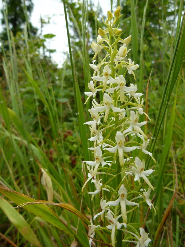 Wilde orchideen in deutschland